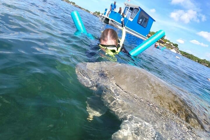 Crystal River Manatee Snorkel: Small-Group In-Water Experience with Guide & Photographer photo 4