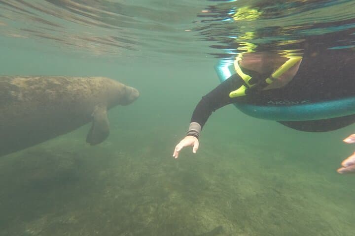 Crystal River Manatee Snorkel: Small-Group In-Water Experience with Guide & Photographer photo 6