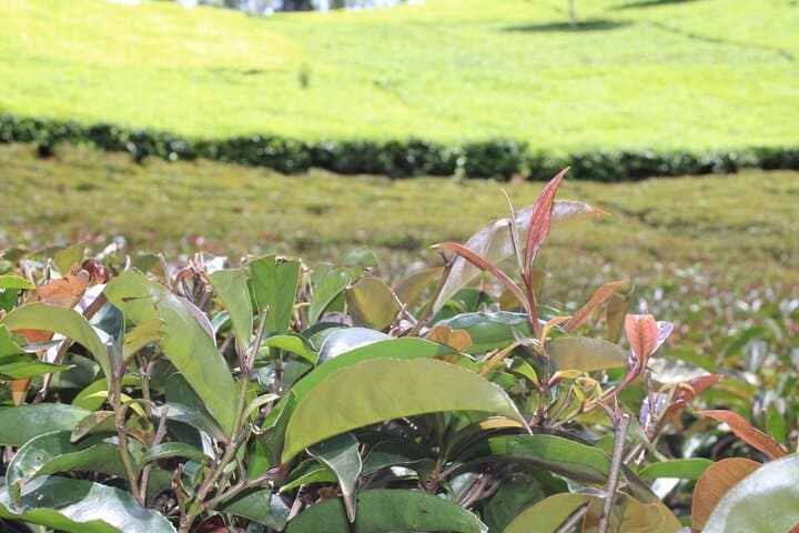 Purple Tea Farm Tour: Tea Picking, Tasting & Waterfall Walk Near Nairobi photo 4