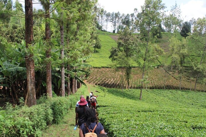 Purple Tea Farm Tour: Tea Picking, Tasting & Waterfall Walk Near Nairobi photo 6