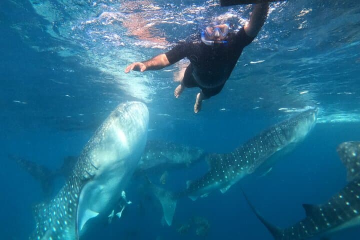 Oslob Whale Shark Snorkel — Cebu Day Trip Guide