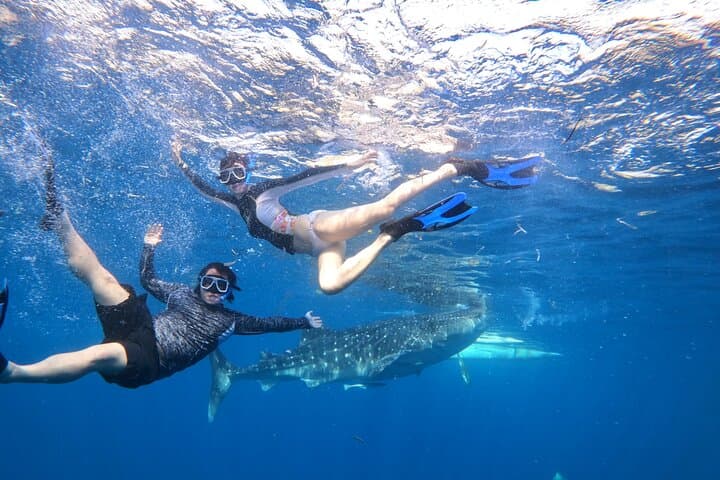 Oslob Whale Shark Snorkel — Cebu Day Trip Guide photo 2
