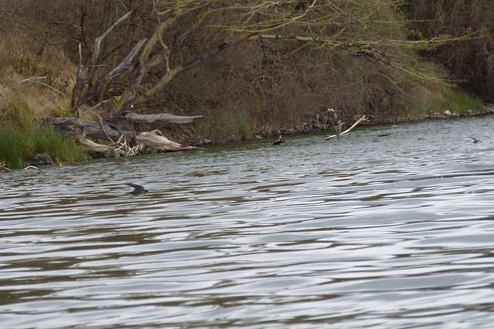 Great Migration Safari: Serengeti River Crossings & Epic Wildlife Viewing photo 3
