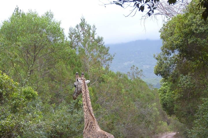 Great Migration Safari: Serengeti River Crossings & Epic Wildlife Viewing photo 5