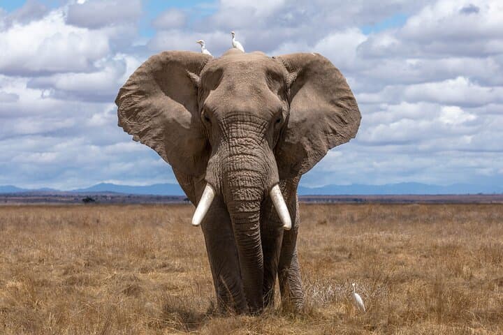 Three-Day Budget Safari: Ngorongoro Crater, Lake Manyara & Tarangire photo 3