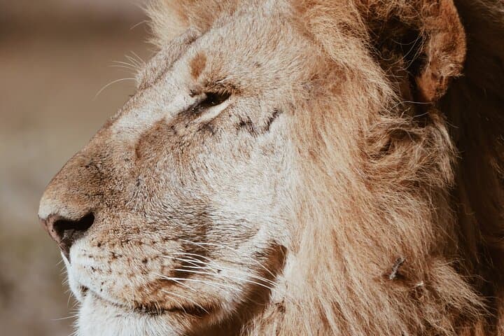 Three-Day Budget Safari: Ngorongoro Crater, Lake Manyara & Tarangire photo 4