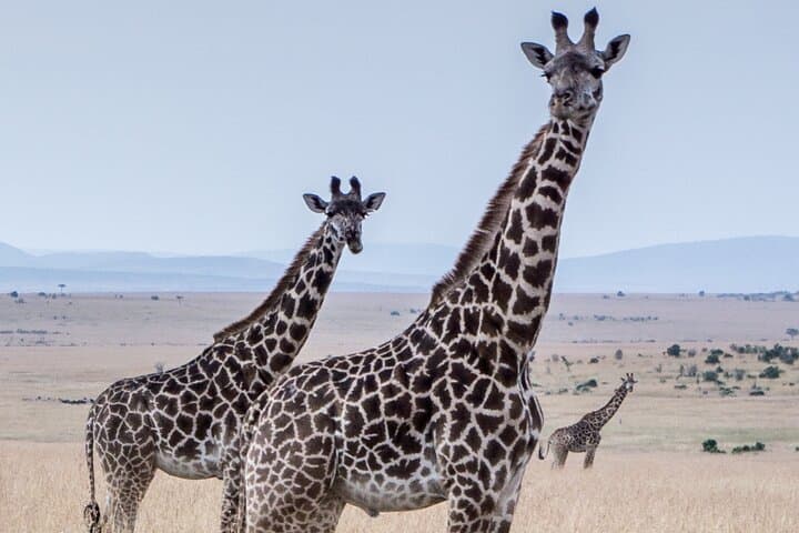 Three-Day Budget Safari: Ngorongoro Crater, Lake Manyara & Tarangire photo 5