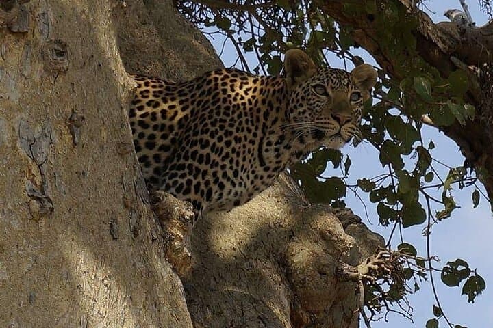 Mikumi Two-Day Game Drive & Guided Walking Safari photo 5