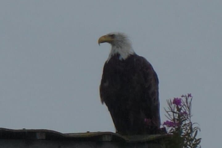 Skagit River Bald Eagle Nesting Tour from Seattle photo 5