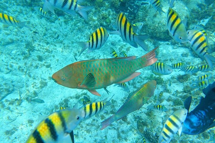 Catamaran to Isla Mujeres: Snorkel Meco Reef & Playa Norte with Open Bar from Cancun