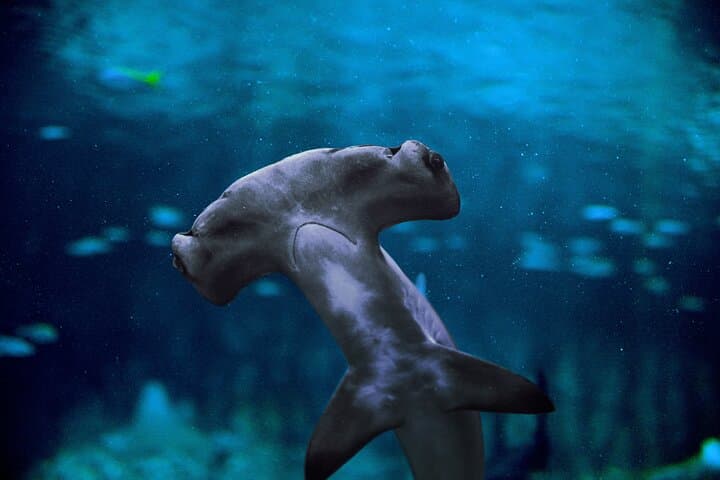 National Aquarium Abu Dhabi: Admission Tickets, Zones & Visitor Guide photo 2