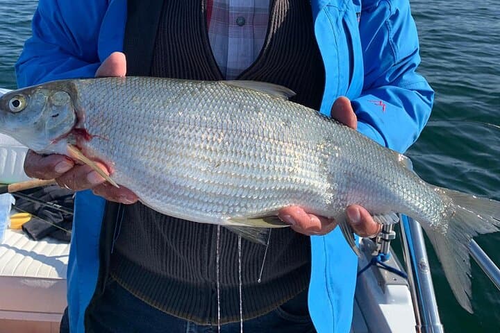 Private Half-Day Fishing Tour on Lake Constance (Untersee) — Guided Boat Trip from Kreuzlingen photo 4