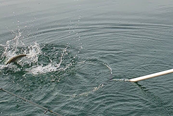 Private Half-Day Fishing Tour on Lake Constance (Untersee) — Guided Boat Trip from Kreuzlingen