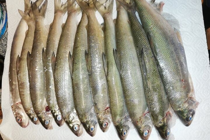 Private Half-Day Fishing Tour on Lake Constance (Untersee) — Guided Boat Trip from Kreuzlingen photo 6