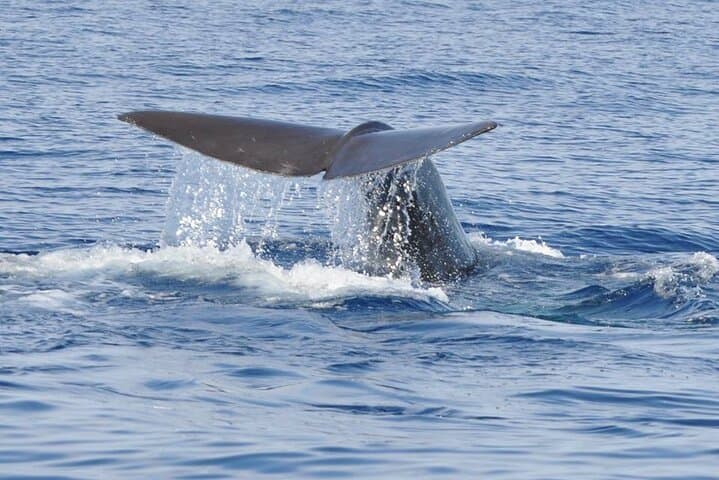 Pico Island Whale and Dolphin Watching — 3-Hour Boat Tour from Madalena photo 3
