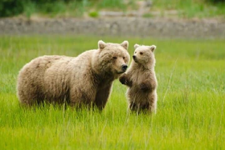 Ultimate Alaskan Adventure: From Ocean Wildlife to Interior Wilderness in 9 Days photo 2