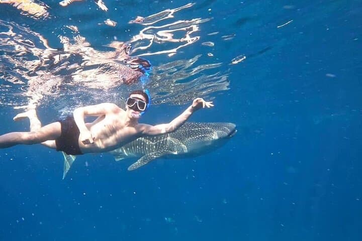 Oslob Whale Shark Snorkel — Cebu Day Trip Guide photo 5