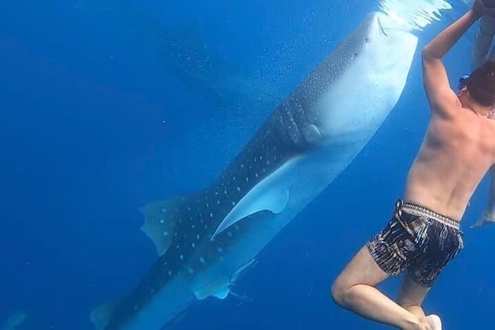 Oslob Whale Shark Snorkel — Cebu Day Trip Guide photo 6