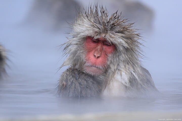 Nagano Snow Monkey Day Trip from Tokyo with Beef Sukiyaki Lunch photo 3