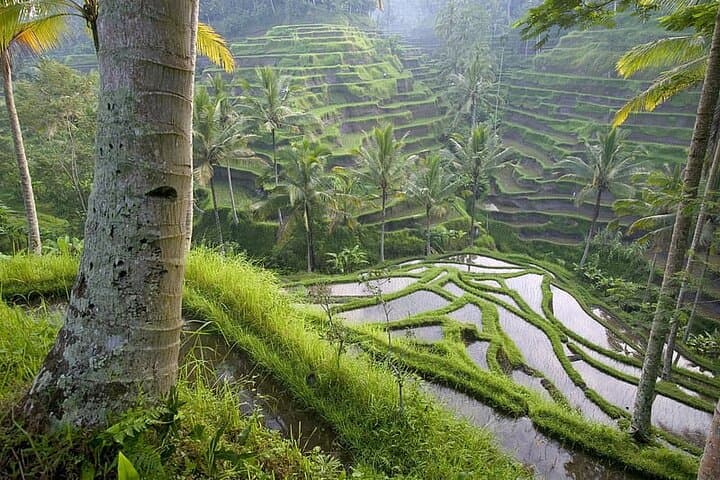 Selogriyo Temple Trek: Java Rice Terraces & Hidden Waterfall from Yogyakarta photo 5
