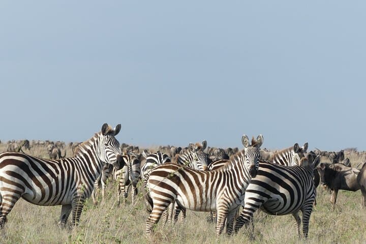 6-Day Northern Safari: Tarangire, Serengeti & Ngorongoro Wildlife Circuit photo 2