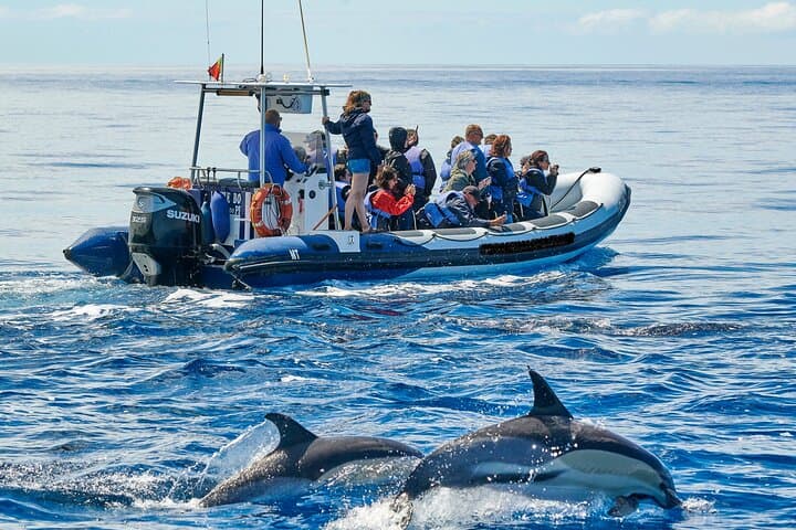 Pico Island Whale and Dolphin Watching — 3-Hour Boat Tour from Madalena photo 2