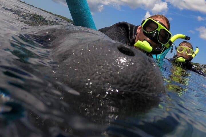 VIP Private Manatee Snorkel Tour in Crystal River — Private Boat, In-Water Guide & Photos