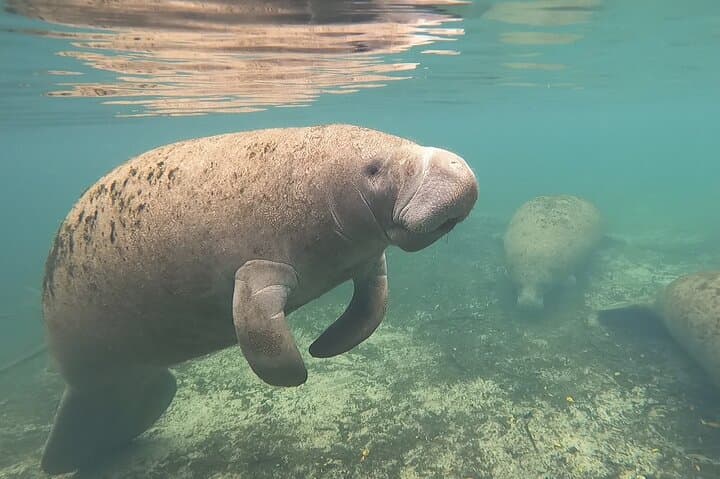 VIP Private Manatee Snorkel Tour in Crystal River — Private Boat, In-Water Guide & Photos photo 4
