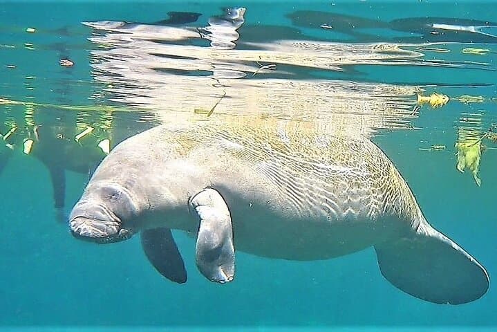 VIP Private Manatee Snorkel Tour in Crystal River — Private Boat, In-Water Guide & Photos photo 5