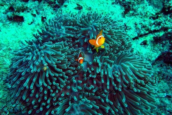 Full-Day Similan Islands Speedboat & Snorkel from Phuket photo 4