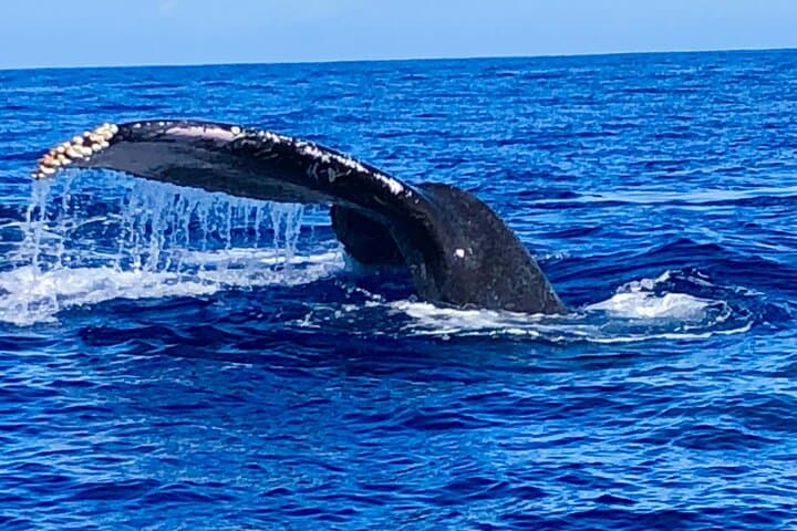 Honolulu Whale Watching & Breakfast Cruise — Morning Marine Life Viewing from Kewalo Basin photo 6