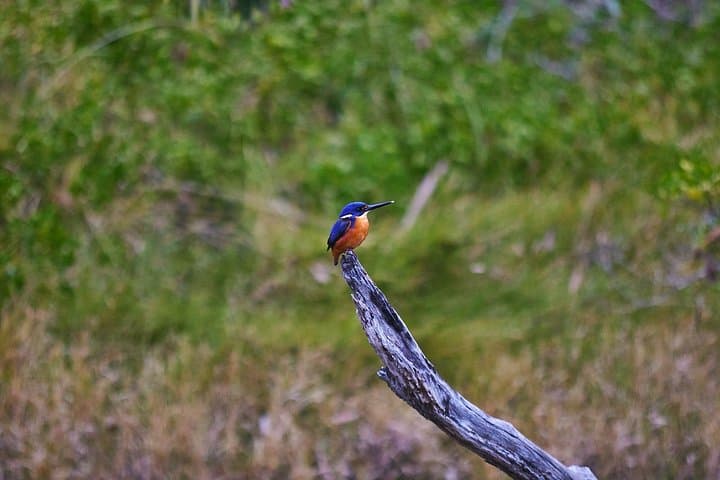 Bermagui River Kayak Tour: Morning Paddle Through Mangroves & Birdlife photo 2