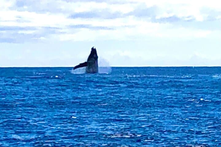Honolulu Whale Watching Cruise on Prince Kuhio (Kewalo Basin) photo 6