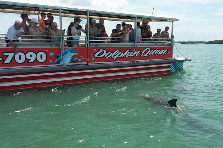 John's Pass Dolphin Watching Cruise — 90-Minute Eco Tour in Madeira Beach, FL