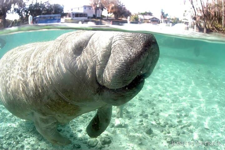 Swim with Manatees in Crystal River: A Small Group Snorkel Adventure photo 3