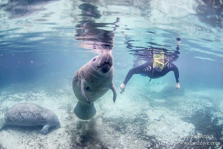 Swim with Manatees in Crystal River: A Small Group Snorkel Adventure photo 4