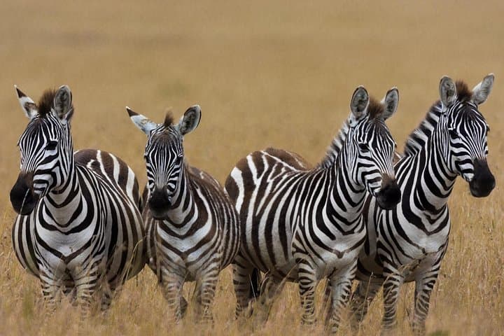 Masai Mara Game Drive: 4-Day Safari Through Kenya’s Great Grasslands