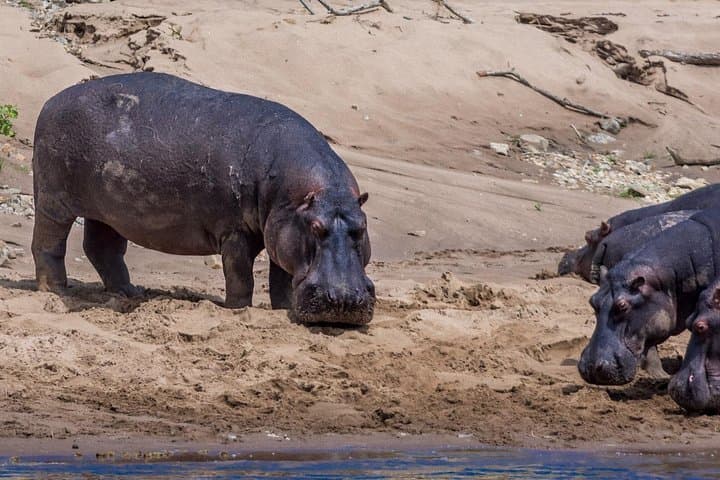 Masai Mara Game Drive: 4-Day Safari Through Kenya’s Great Grasslands photo 3