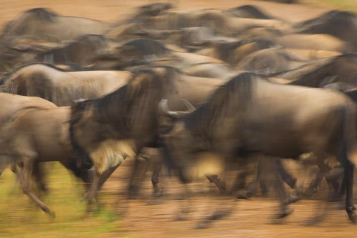 Masai Mara Game Drive: 4-Day Safari Through Kenya’s Great Grasslands photo 5