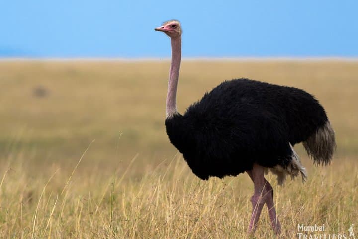 Masai Mara Game Drive: 4-Day Safari Through Kenya’s Great Grasslands photo 6