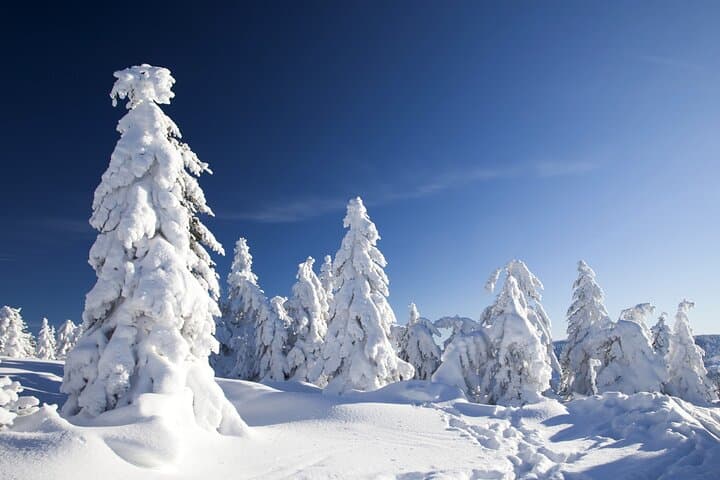 Rovaniemi Snowmobile Safari: Explore Lapland’s Frozen Wilderness photo 5