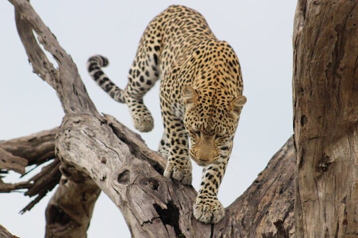 Chobe After Dark: 2-Night Camping Safari from Kasane photo 6