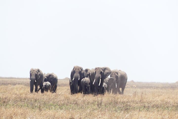 Ndutu Migration Calving Season Safari: 6-Day Serengeti & Ngorongoro Wildlife Tour