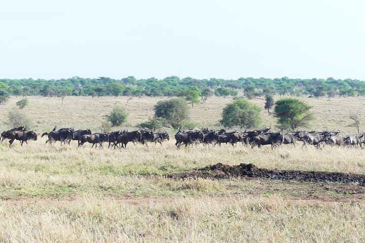 Ndutu Migration Calving Season Safari: 6-Day Serengeti & Ngorongoro Wildlife Tour photo 2