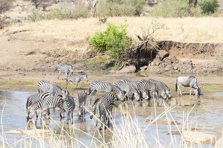 Ndutu Migration Calving Season Safari: 6-Day Serengeti & Ngorongoro Wildlife Tour photo 3