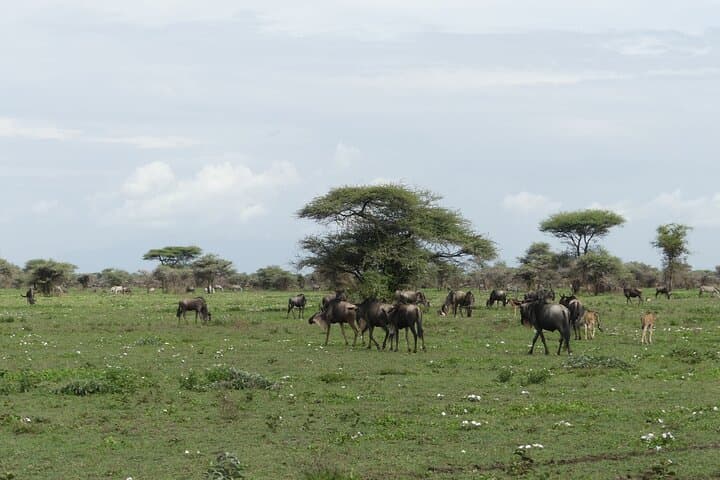 Ndutu Migration Calving Season Safari: 6-Day Serengeti & Ngorongoro Wildlife Tour photo 4