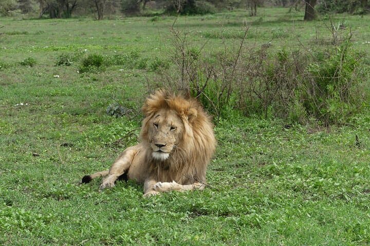 Ndutu Migration Calving Season Safari: 6-Day Serengeti & Ngorongoro Wildlife Tour photo 5