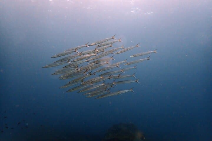 PADI Discover Scuba Diving in Phuket — Two Intro Dives from Chalong Pier photo 4
