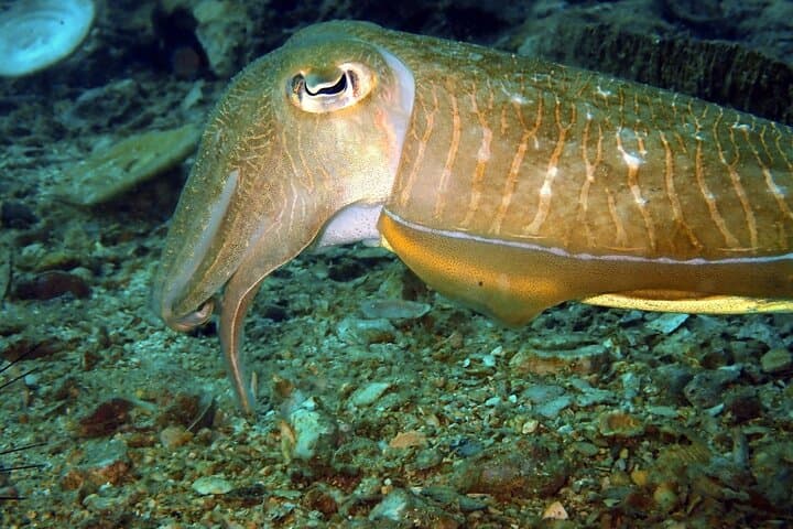 PADI Discover Scuba Diving in Phuket — Two Intro Dives from Chalong Pier photo 5