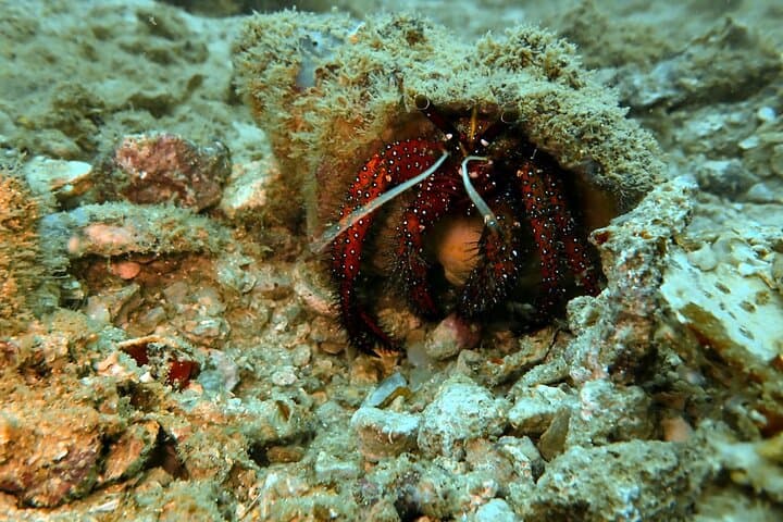 PADI Discover Scuba Diving in Phuket — Two Intro Dives from Chalong Pier photo 6